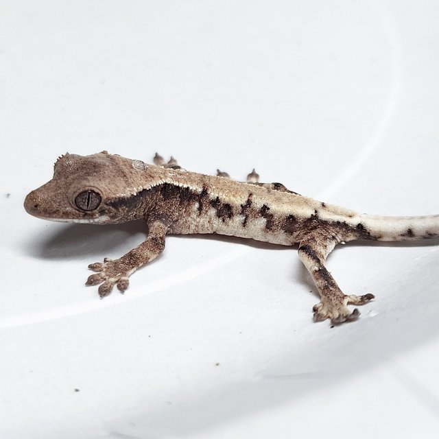 Lilly 100% Het Axanthic Sable
