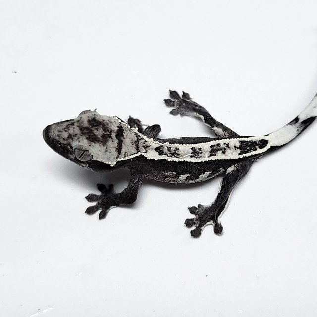 Axanthic Sable