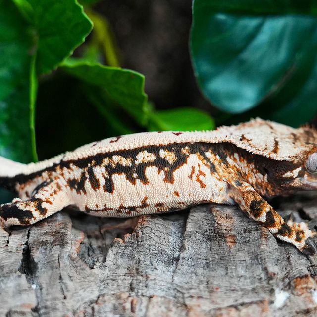 트라이 익스트림할리퀸