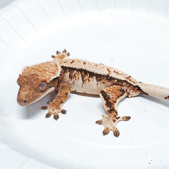 Tri Extreme Harlequin