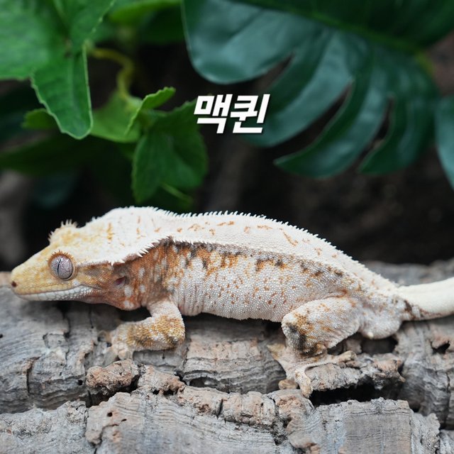 Tri Extreme Harlequin