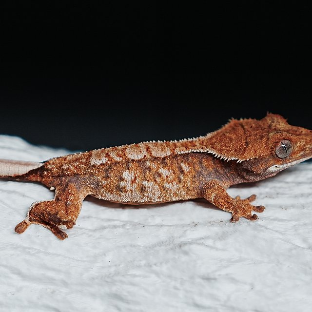 트라이 익스트림할리퀸