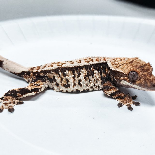 Tri Extreme Harlequin
