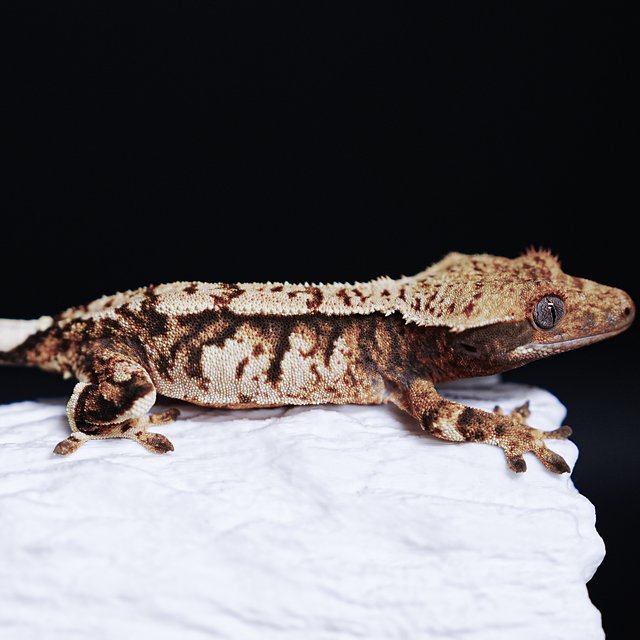 Extreme Harlequin Tri