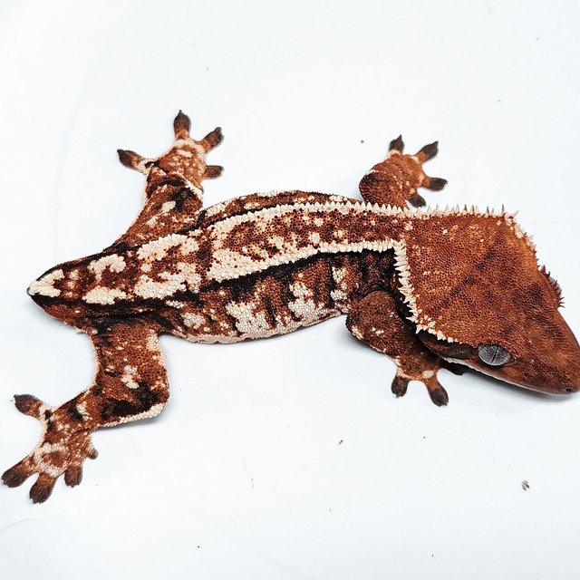 Tri Extreme Harlequin