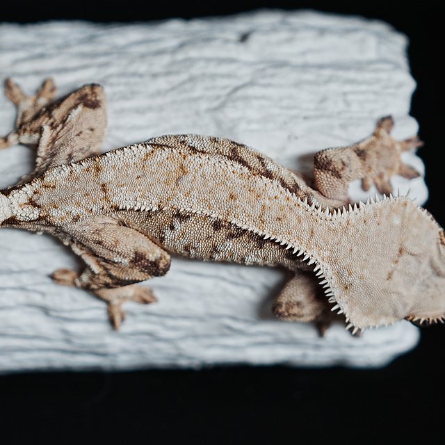 트라이 익스트림할리퀸