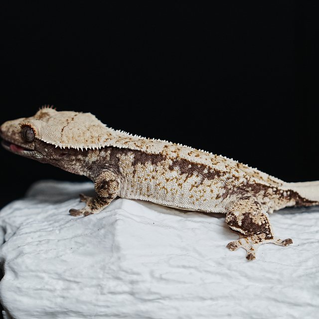 Tri Extreme Harlequin