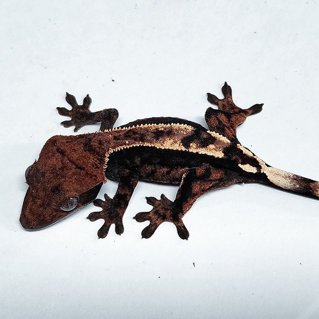 100% Het Axanthic Sable
