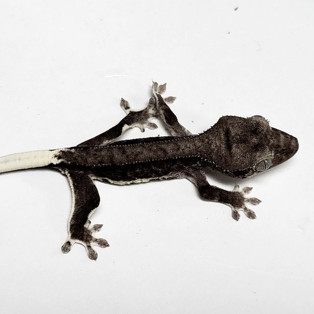 Phantom Axanthic
