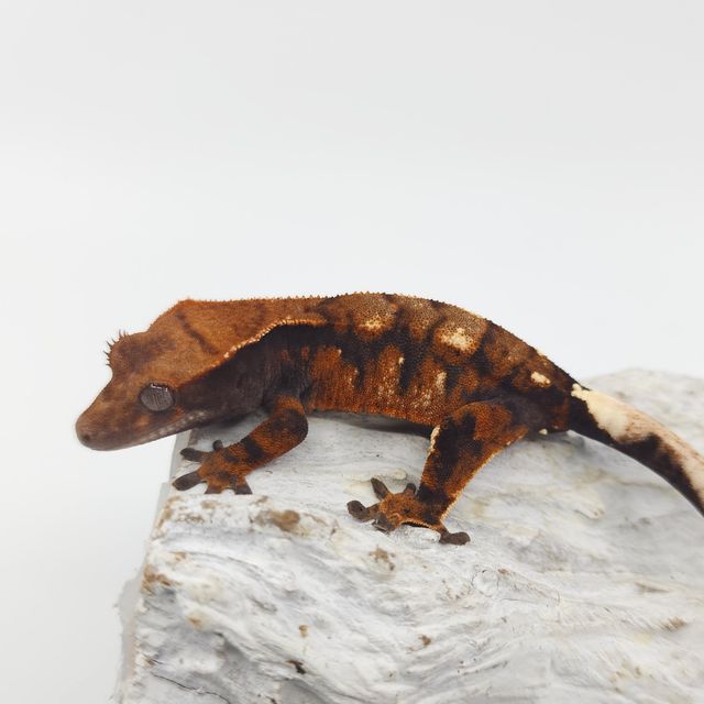 세이블