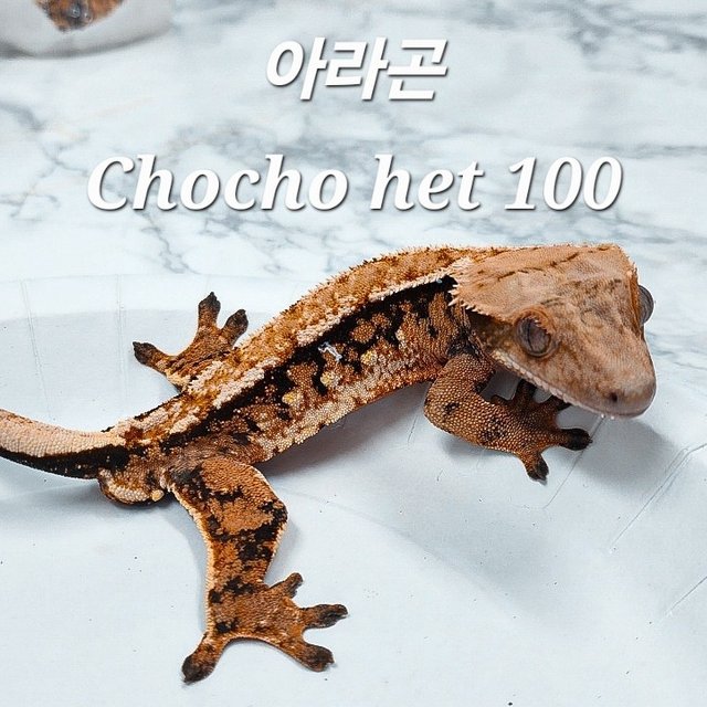 100% Het Chocho