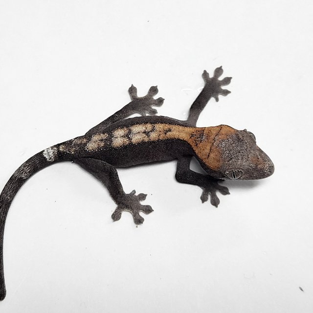 100% Het Axanthic Super Sable