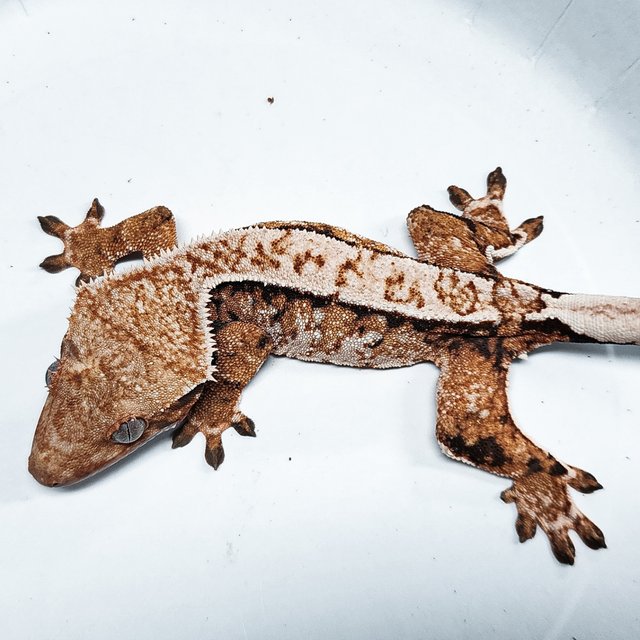 Tri Extreme Harlequin