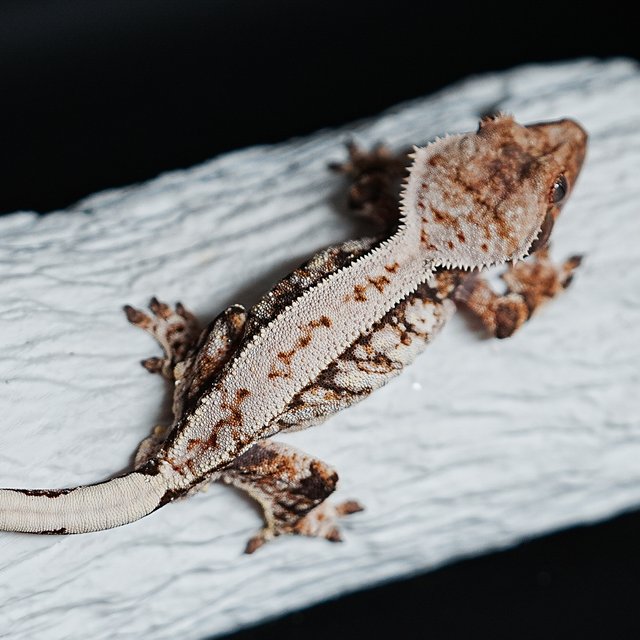 Tri Extreme Harlequin