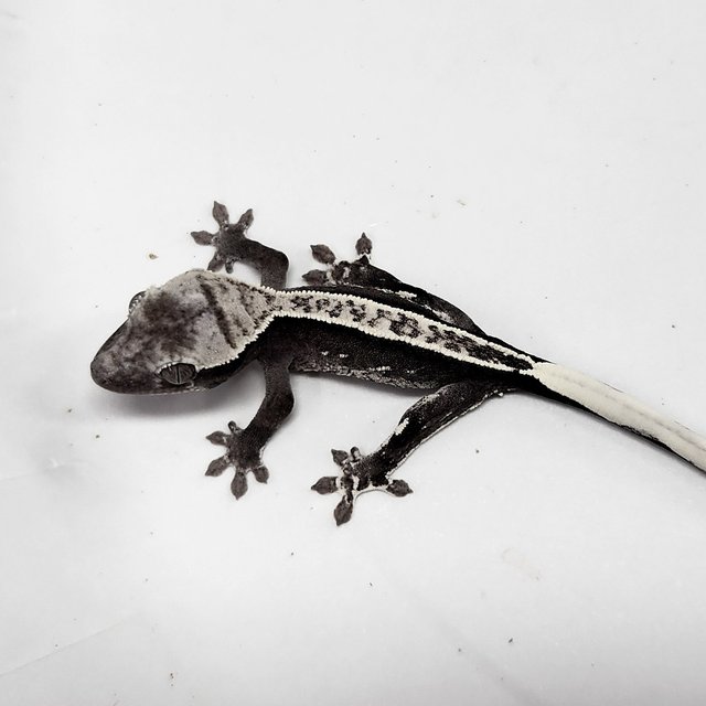 Axanthic
