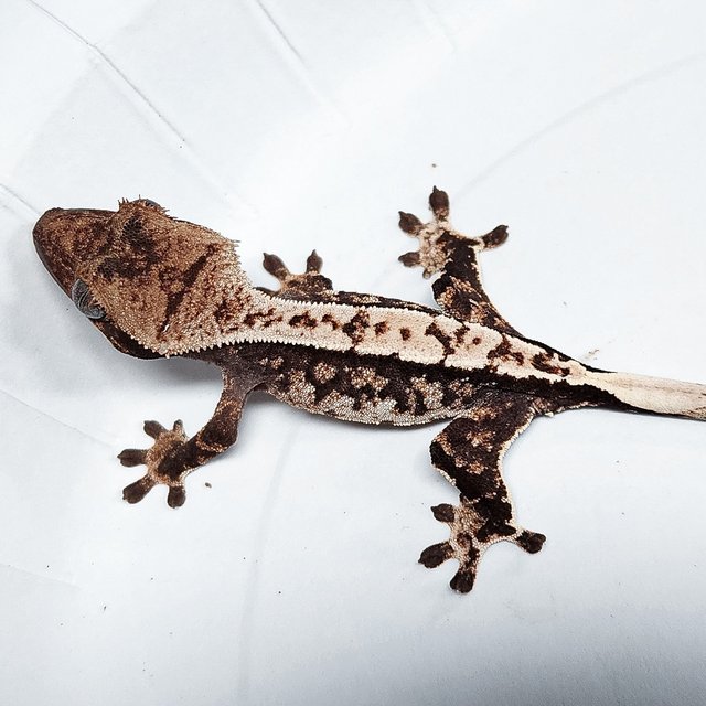100% Het Axanthic