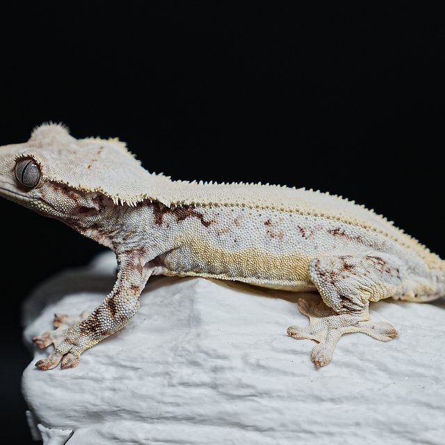 풀핀 솔리드백 릴리화이트