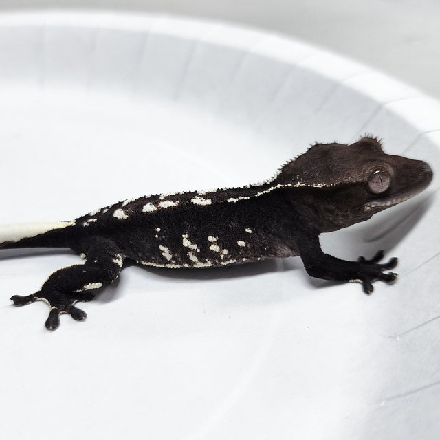 Axanthic
