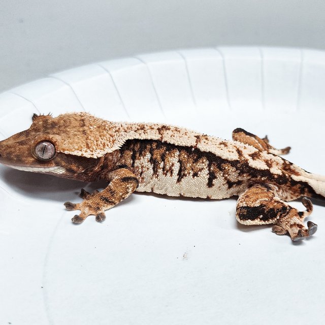 Tri Extreme Harlequin