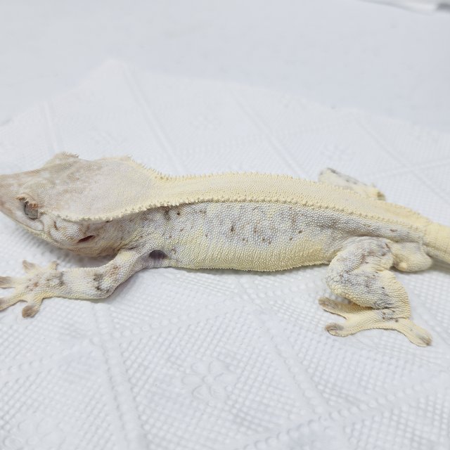 풀핀 릴리화이트