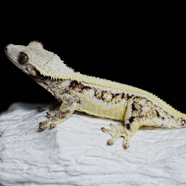 Full Pinstripe Solid Back Lilly White