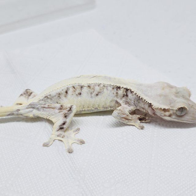 풀핀 릴리화이트