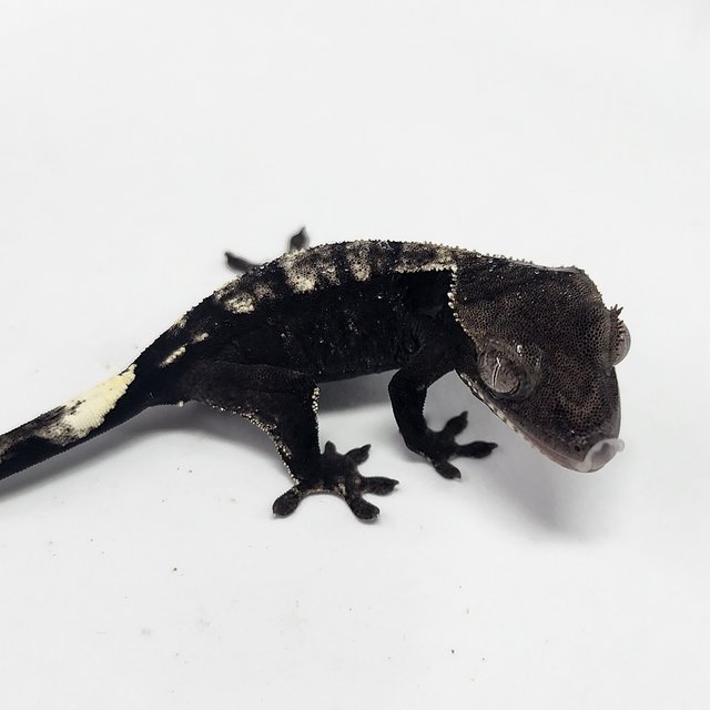 Sable Axanthic
