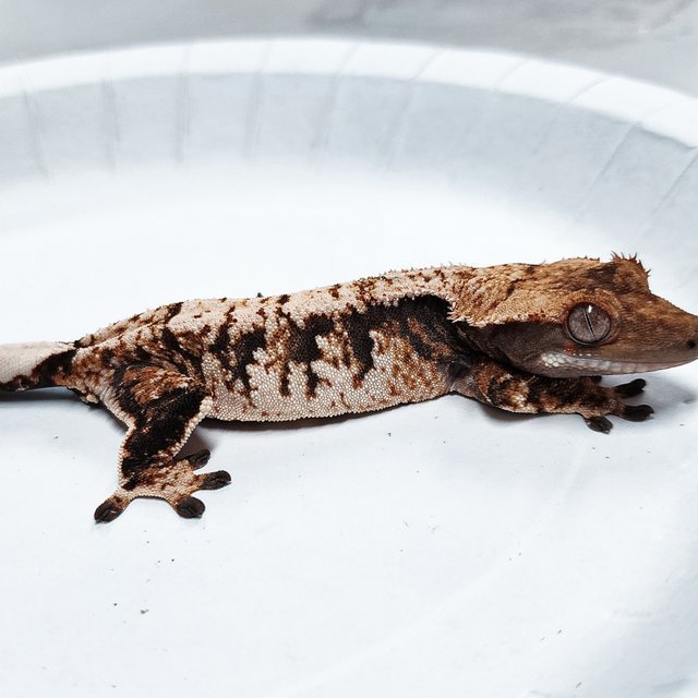 Tri Extreme Harlequin