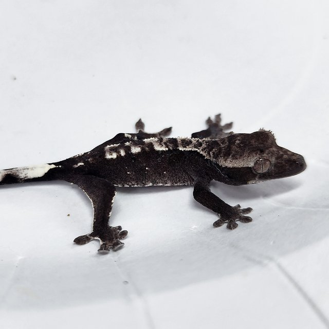 Axanthic