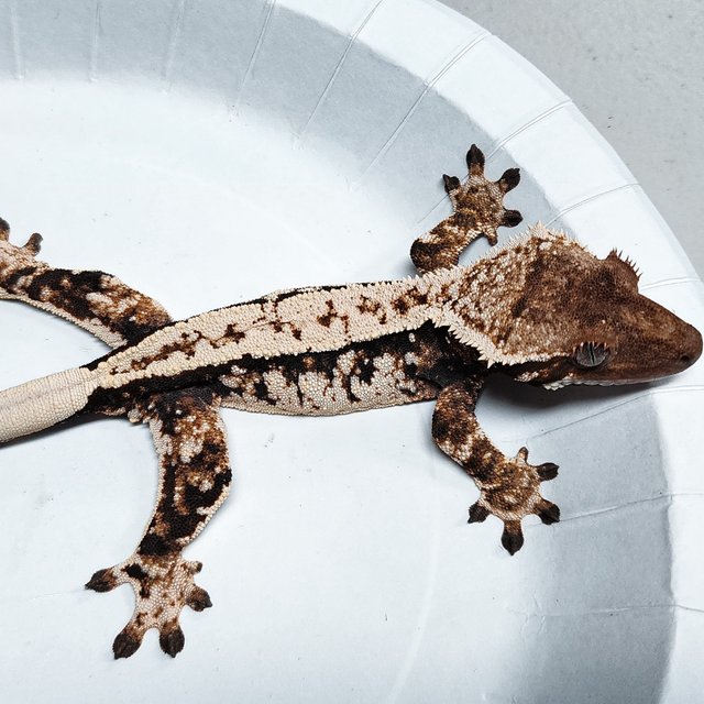 Tri Extreme Harlequin