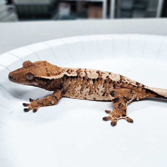 Tri Extreme Harlequin