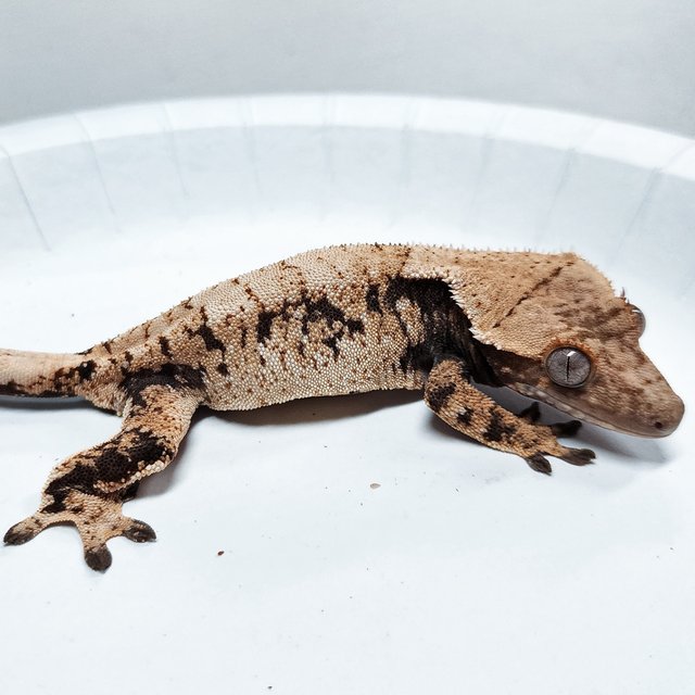Tri Extreme Harlequin