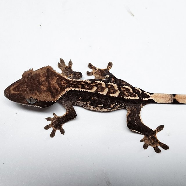 100% Het Axanthic
