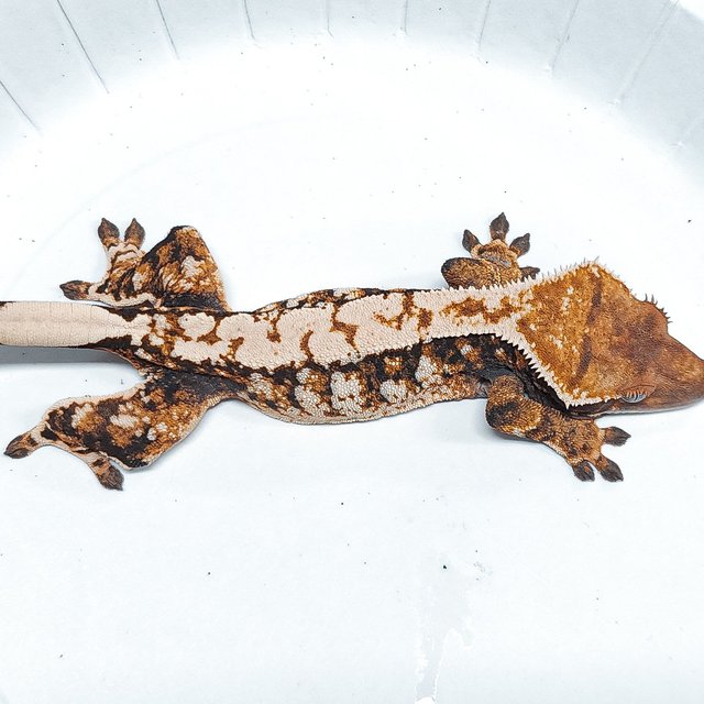 Tri Extreme Harlequin