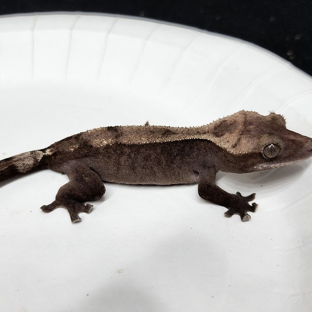 100% Het Axanthic Super Sable