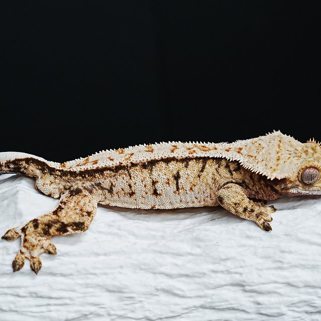 트라이 익스트림할리퀸