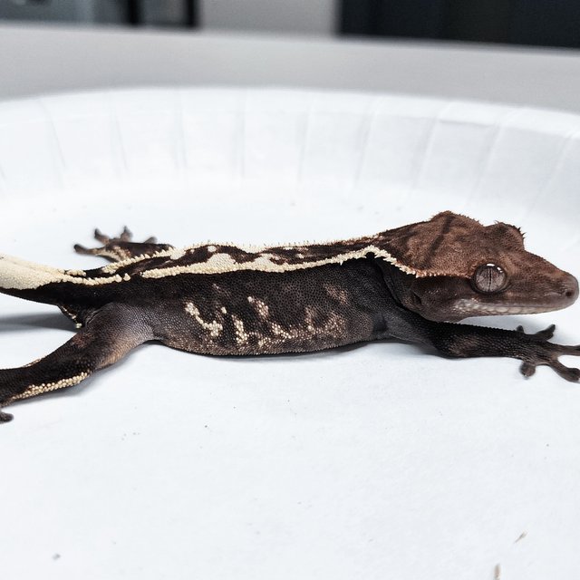 Sable 100% Het Axanthic