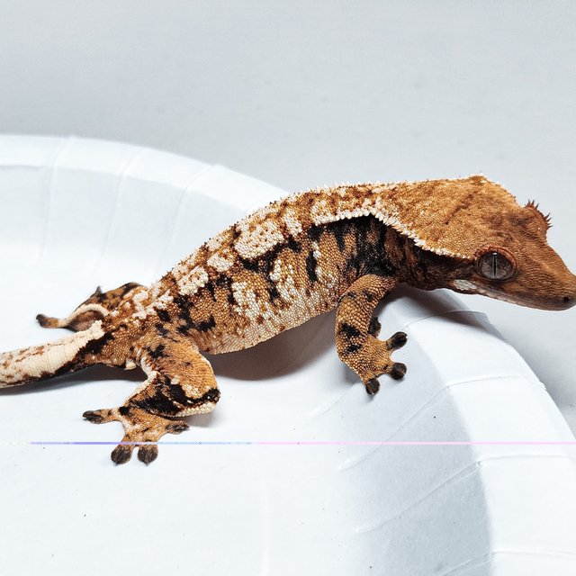 Tri Extreme Harlequin