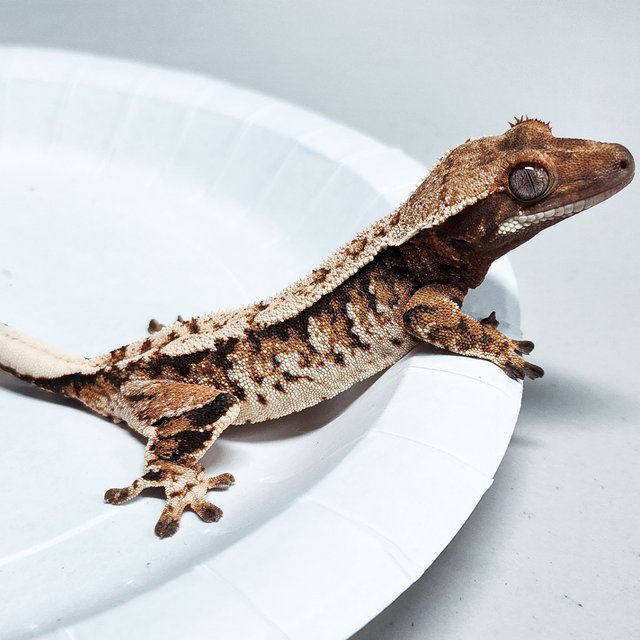 Tri Extreme Harlequin