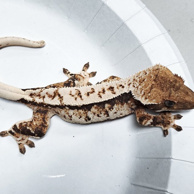 Tri Extreme Harlequin