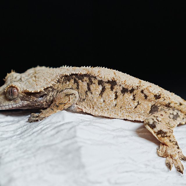 트라이 익스트림할리퀸