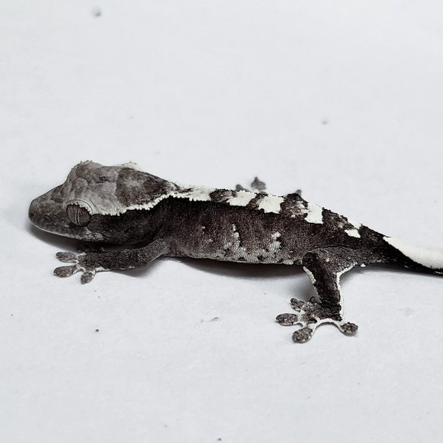 Axanthic