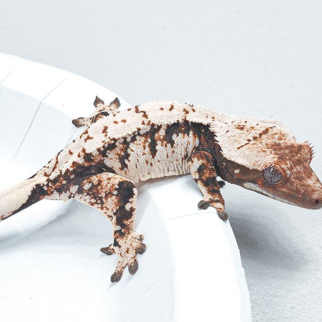 Tri Extreme Harlequin