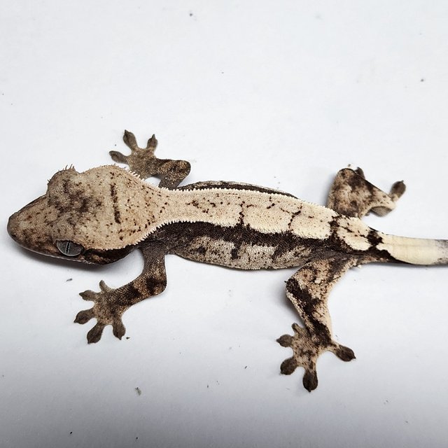 100% Het Axanthic Sable