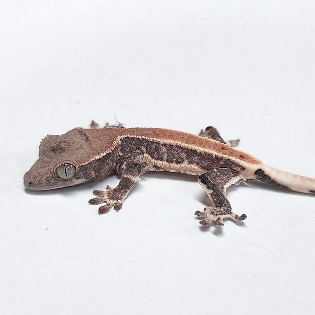 100% Het Axanthic Lilly White