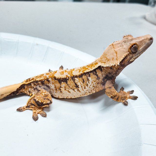 Tri Extreme Harlequin