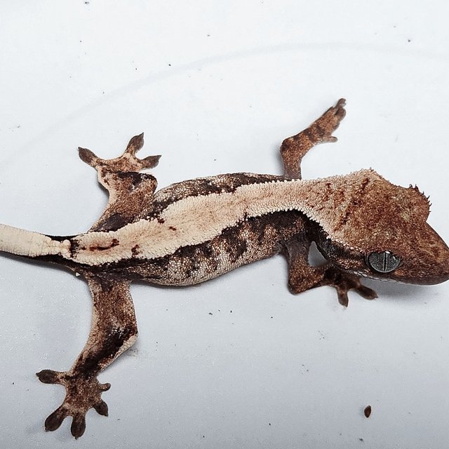 100% Het Axanthic Sable