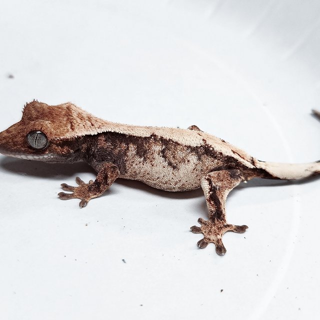 100% Het Axanthic Sable