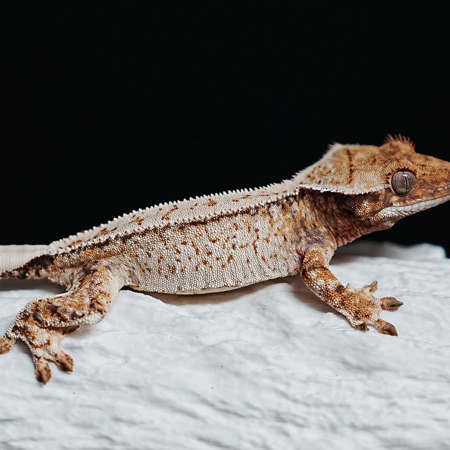 트라이 익스트림할리퀸