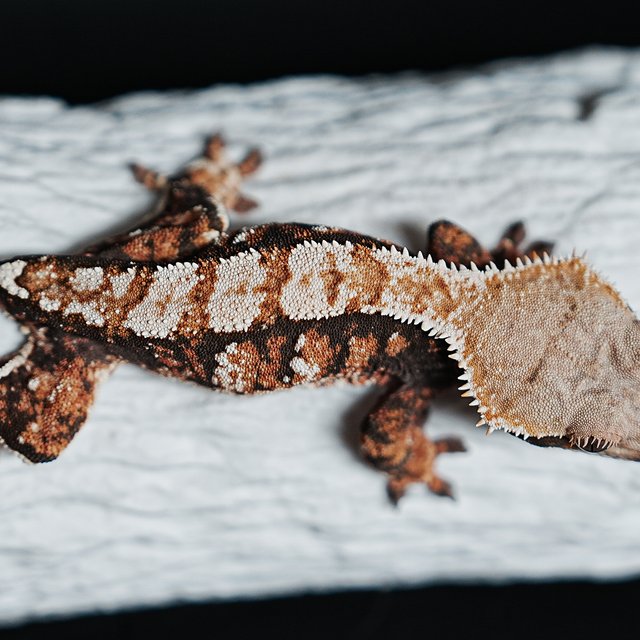 트라이 익스트림할리퀸